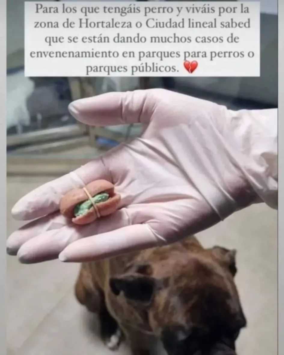 mascotas