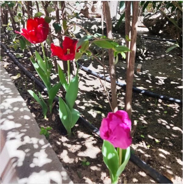 flores