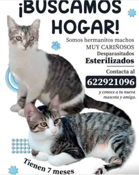 gatos