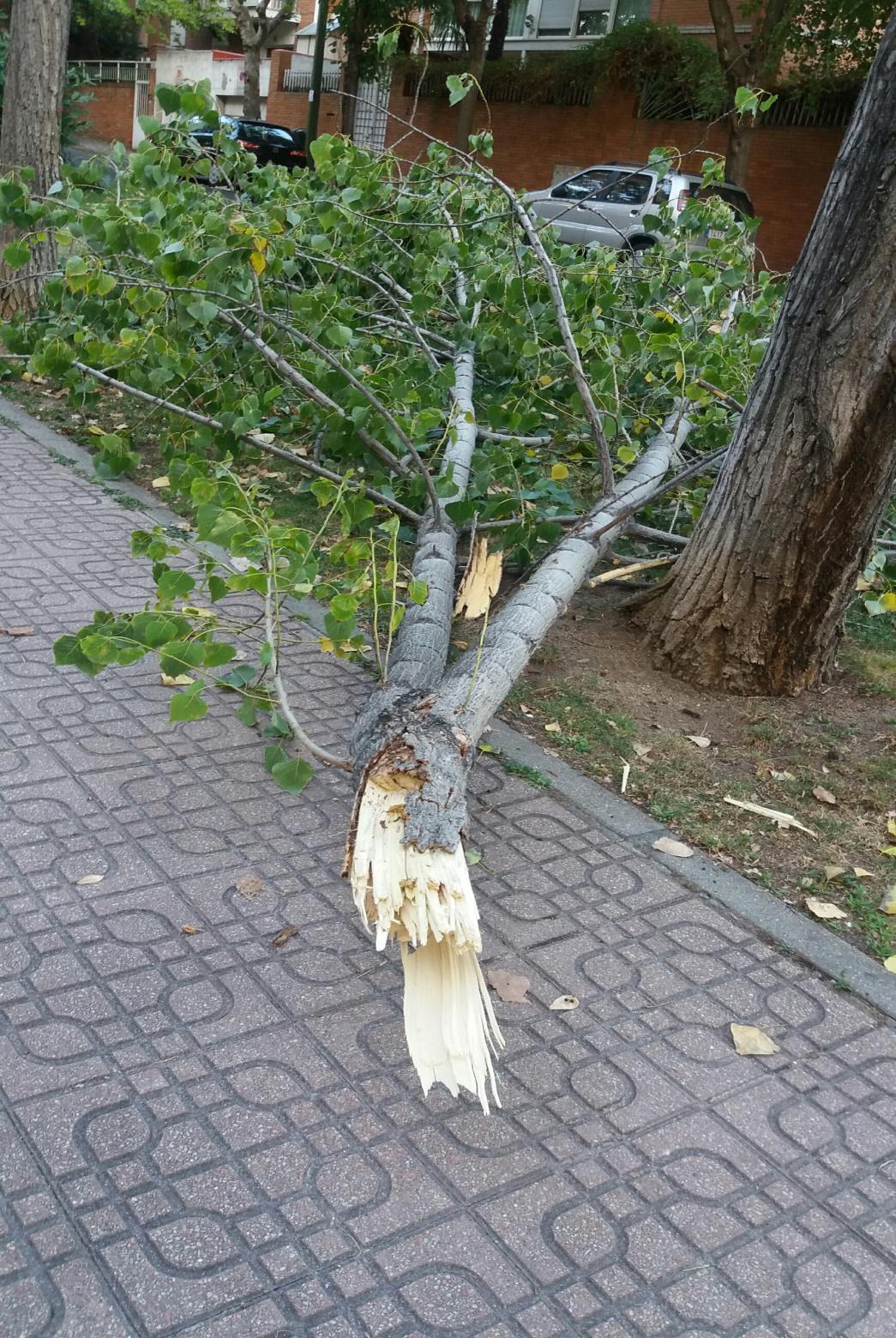 arbol1